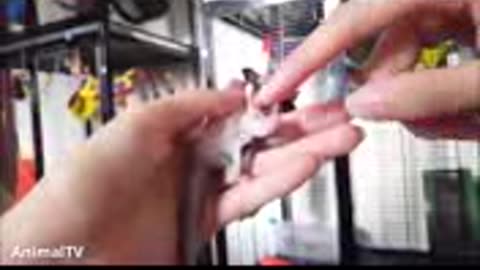 baby bat