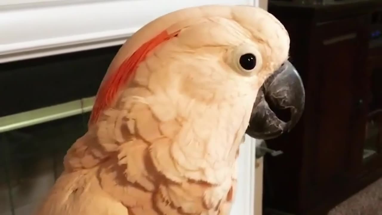 Funny animal video