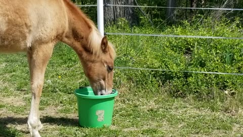 Thirsty baby p2