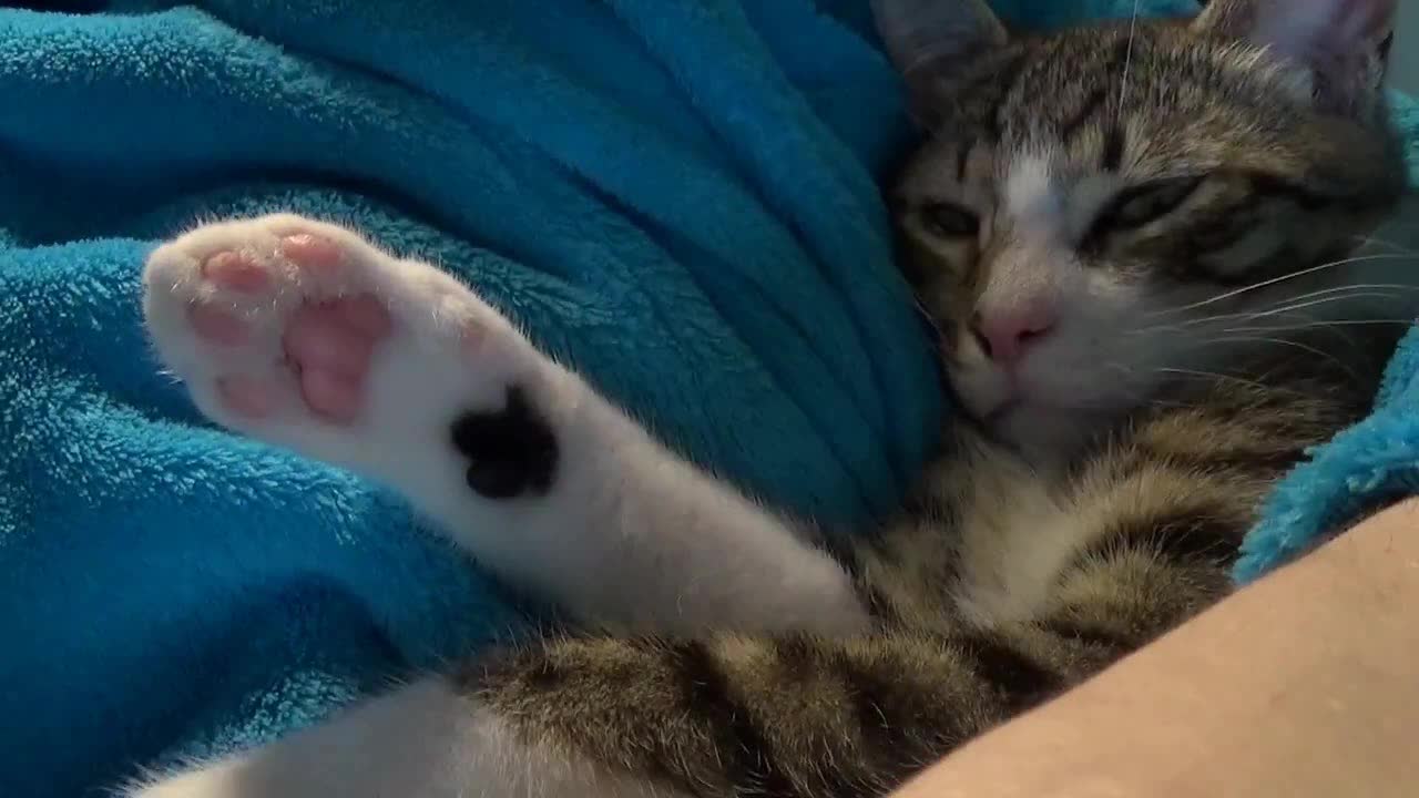 Adorable Kitten ASMR