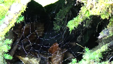 Spider Web