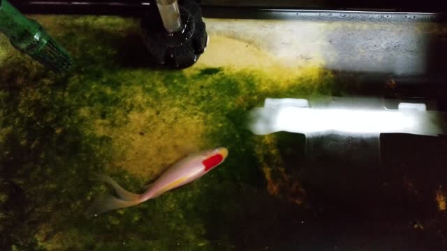 7 inch Sarasa Comet goldfish