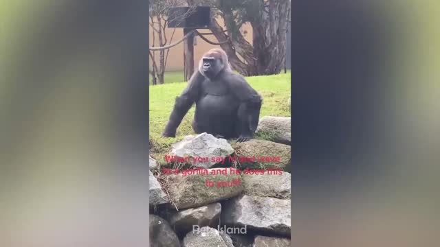 #When You say Hi to a Gorilla