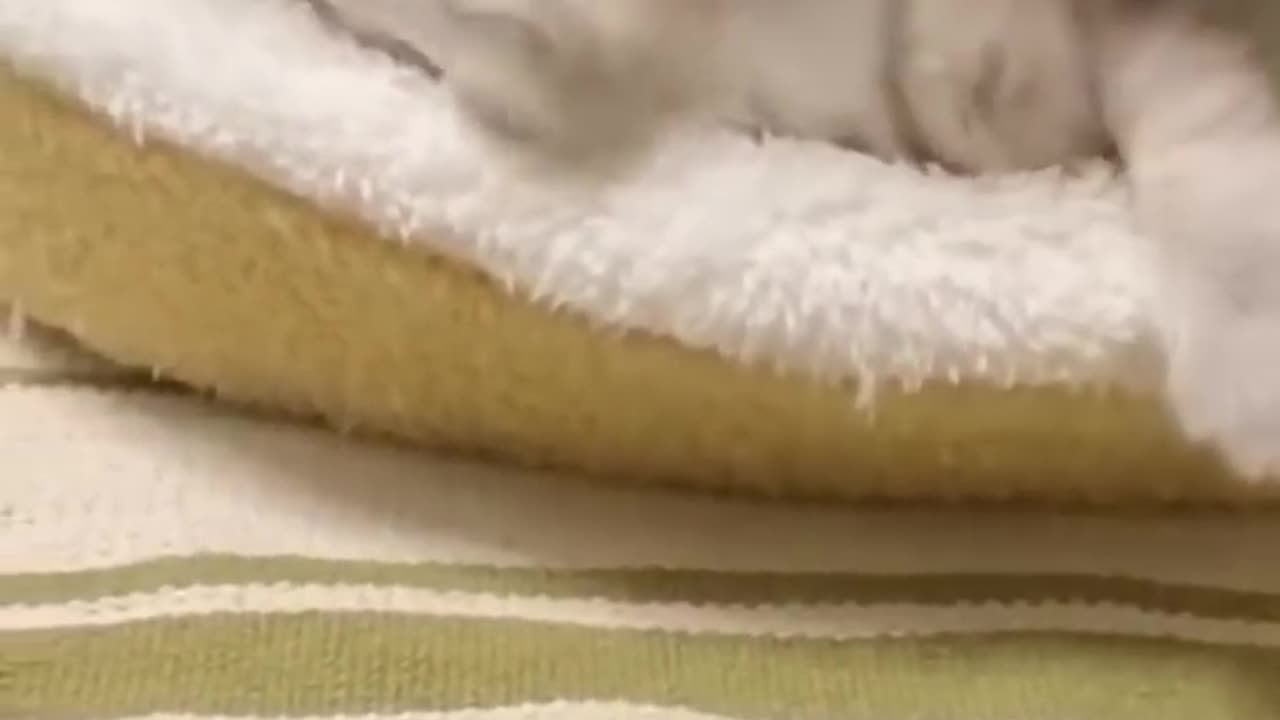 Funniest Cats and Dogs πΆπ± | Funny Animal Videos #1