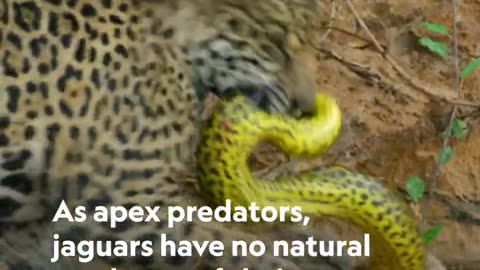 All about the epic jungle jaguar 🐆 #shorts