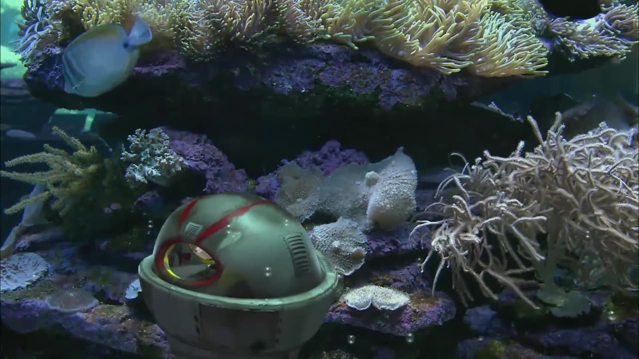 SEA ANIMALS _ _ Animals For Kids _ All Things Animal TV_Full-HD