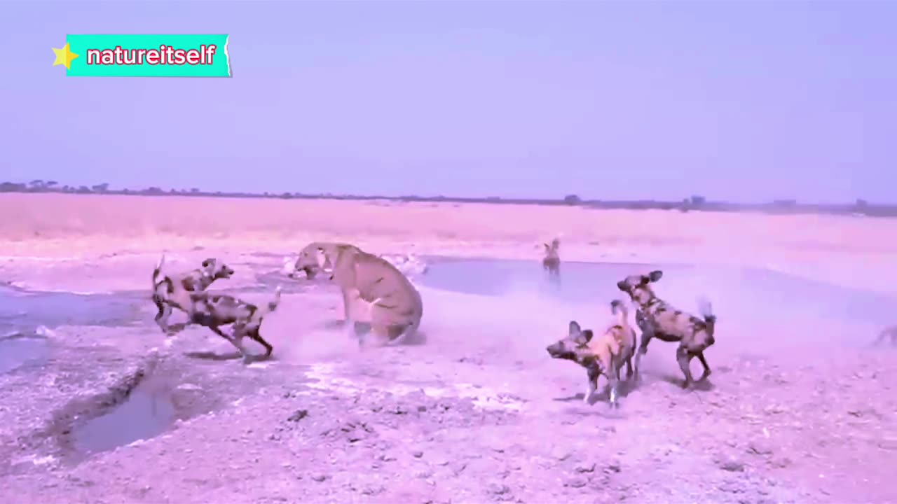 Amazing Animals attack