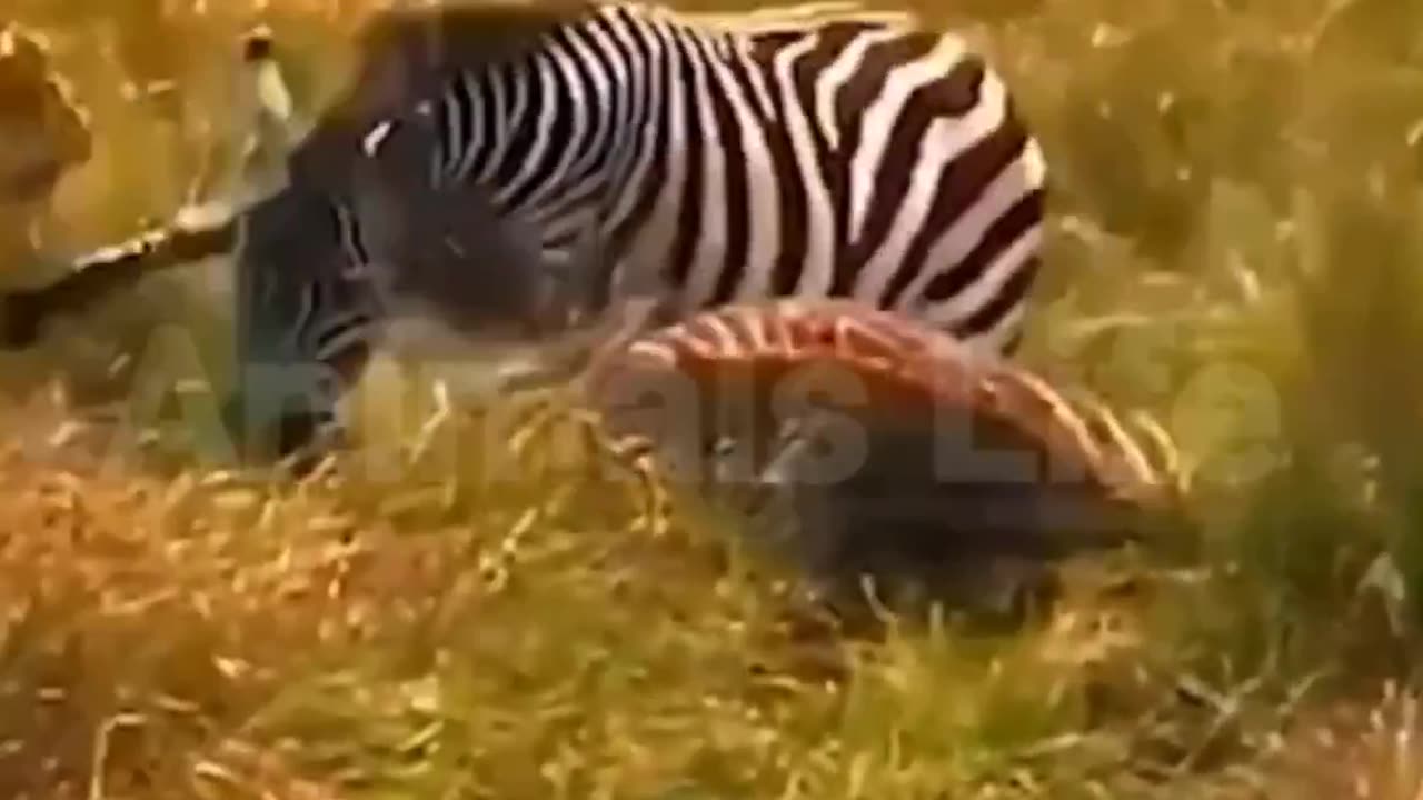 Dogs are friendly
