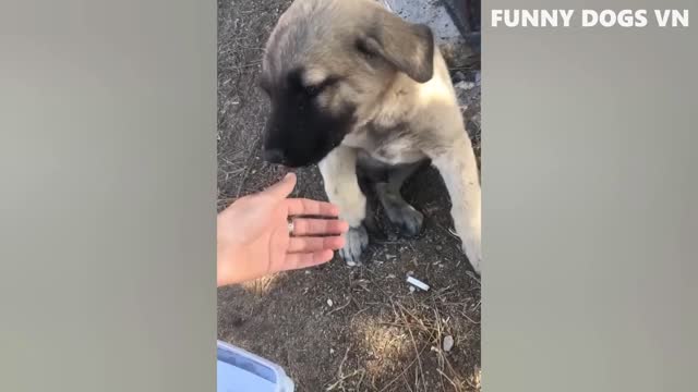 Funniest Animals Video - Funny Dogs And Cats - Try Not To Laugh Animals 2022