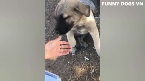 Funniest Animals Video - Funny Dogs And Cats - Try Not To Laugh Animals 2022