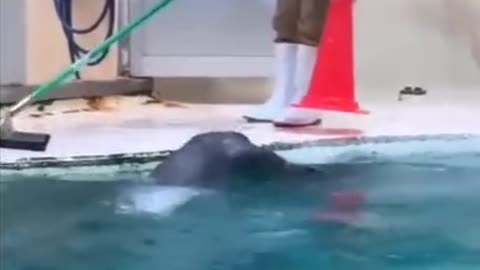 Shorts - Seal Lends A Hand