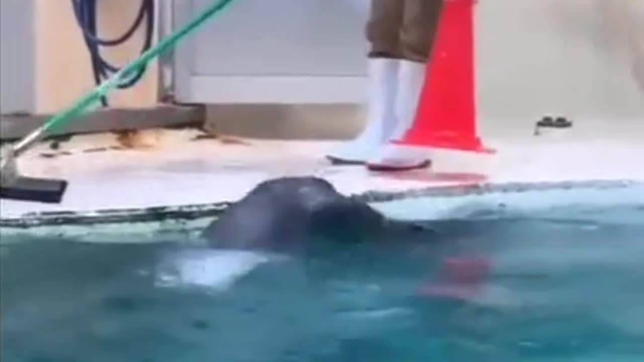 Shorts - Seal Lends A Hand