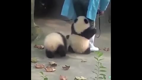 Cute Animals - Cute Baby Panda Videos Compilation