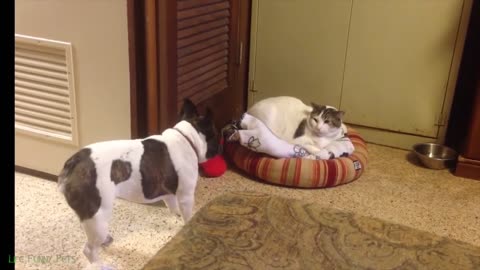 😂 Funniest Cats and Dogs Videos 😺🐶 #9