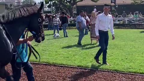 Los Angeles Horse Race