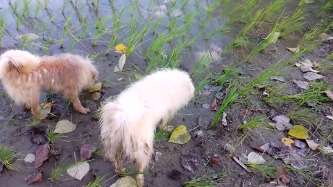 Playing dog
