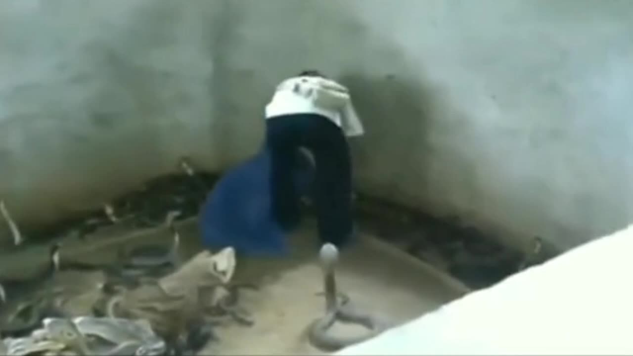 Snakes are just playing around