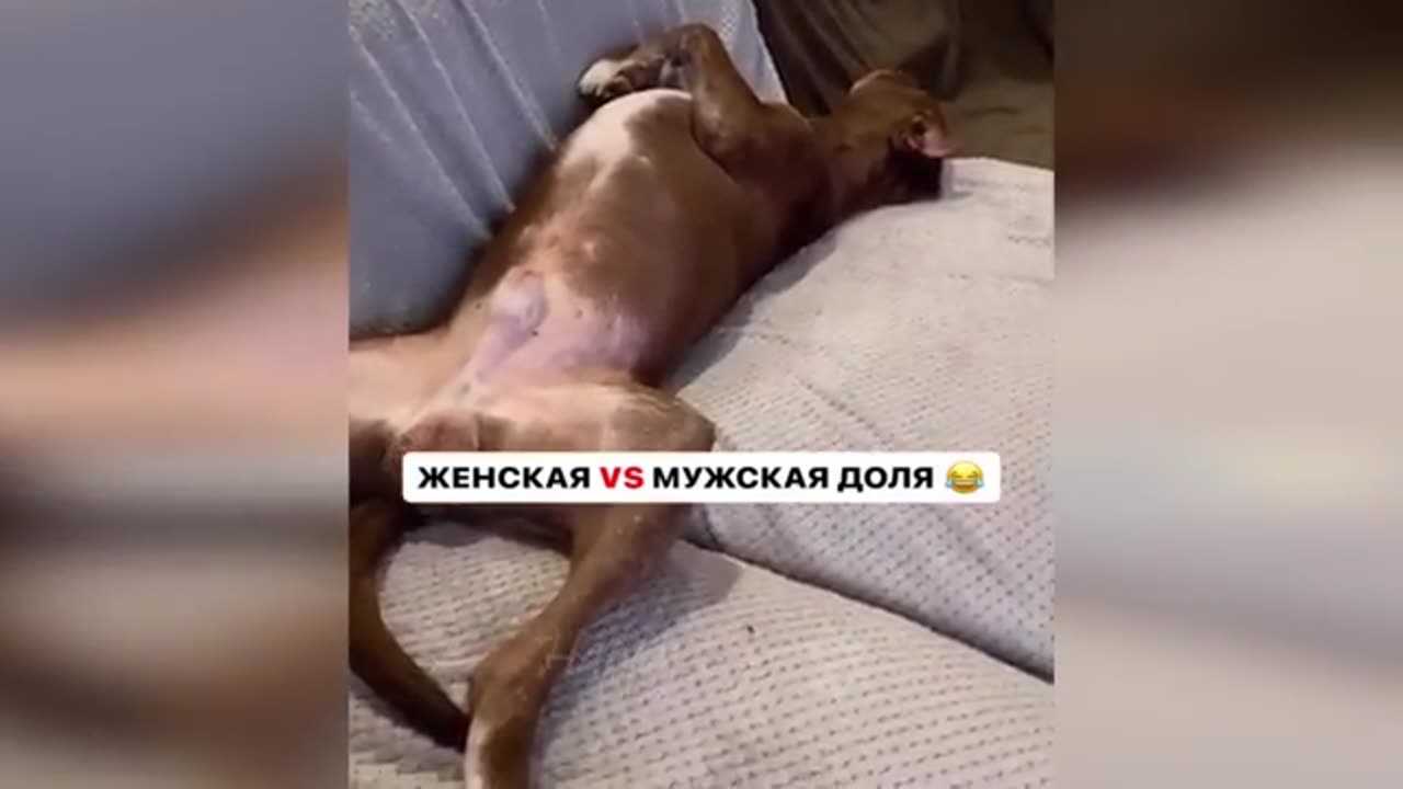 Happy Dogs 🐾🐶🐾And Funny Cats