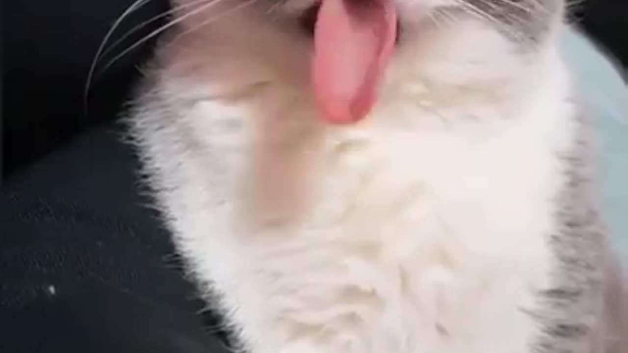 Funny cats compilation part 7
