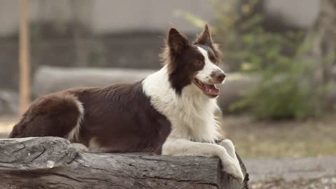 Brown and White Collie sits on top of a log