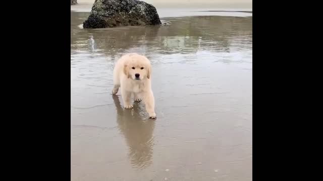 Cute Funny Puppies Golden Retrievers Doggies