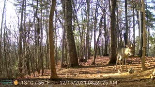 The Woods - 12/15/2021