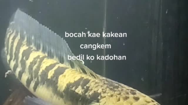 Chana fish Maru Yellow sentarum
