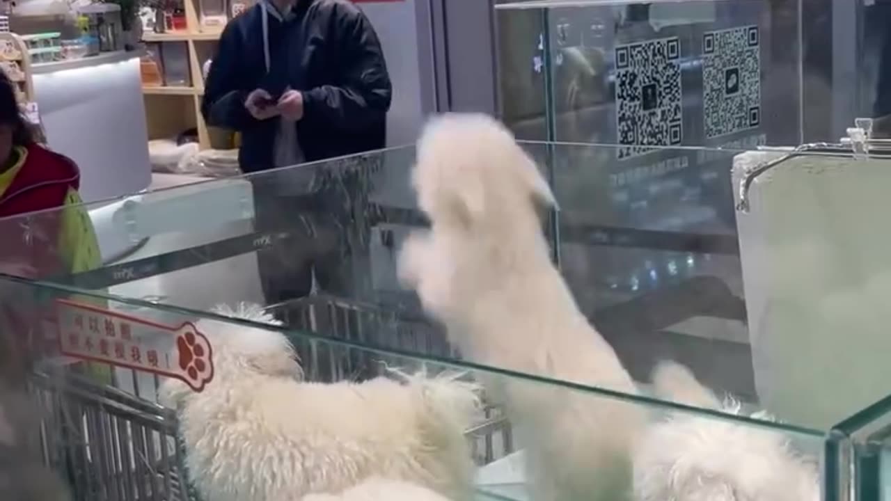 Doggo parkour