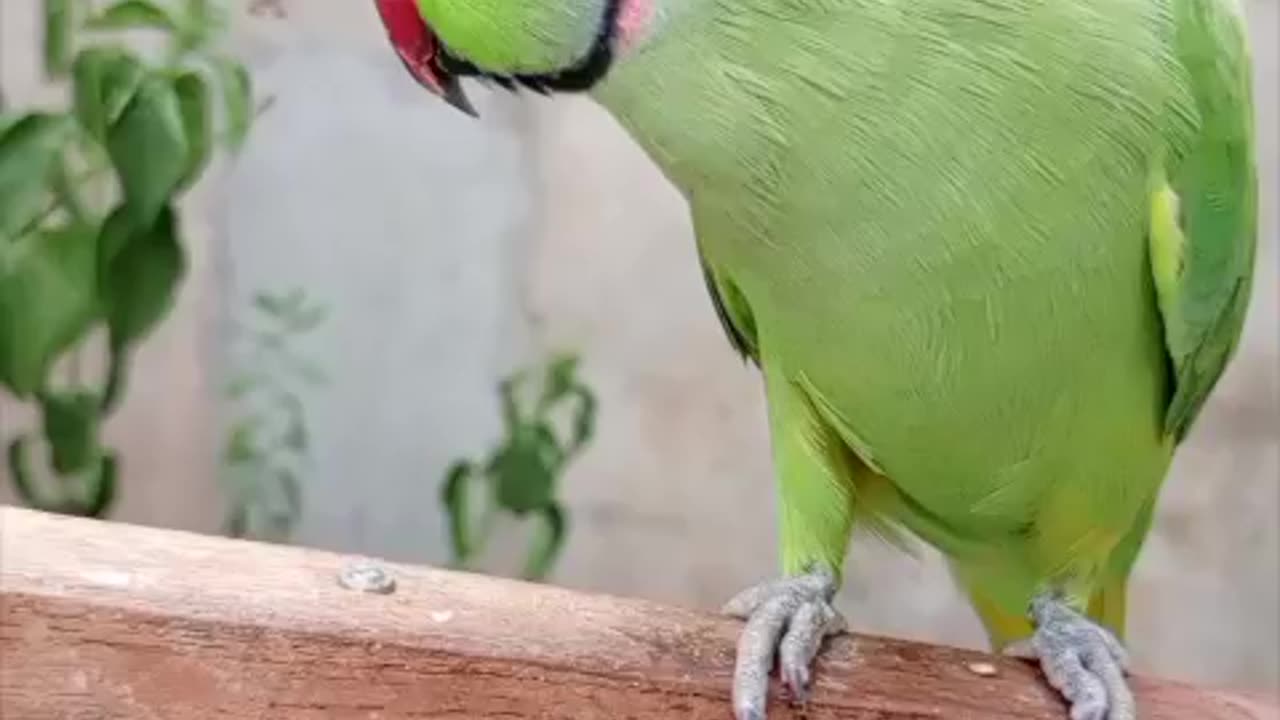 Talking parrots hand tamed