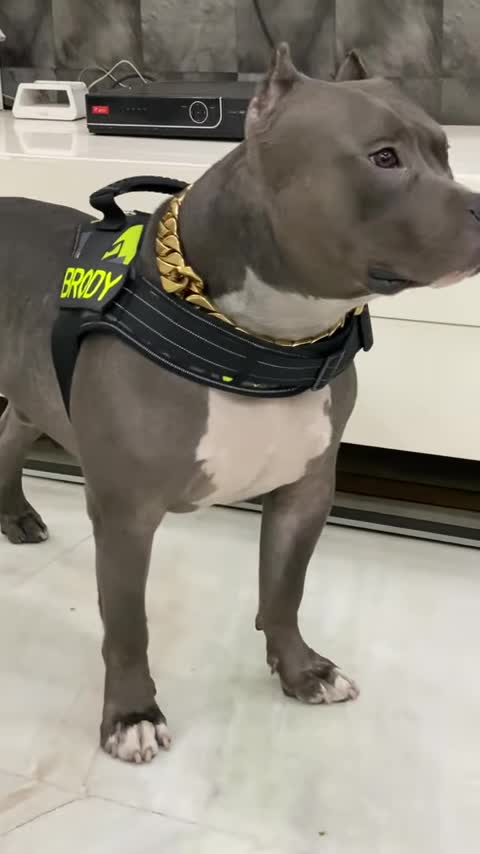 Dog funny comedy scenes