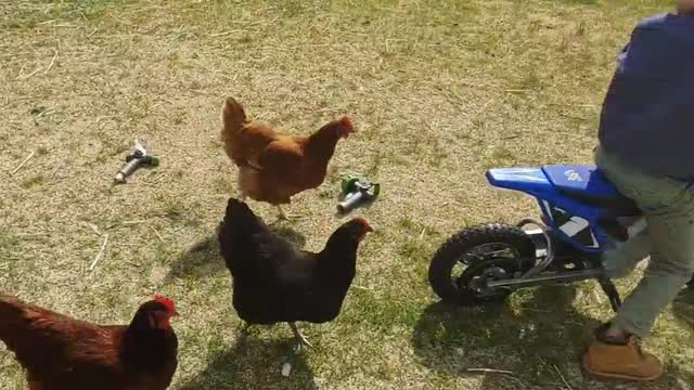 Chicken Fun