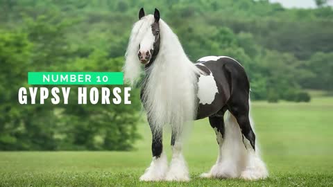 Top 10 Tallest Horses in the World