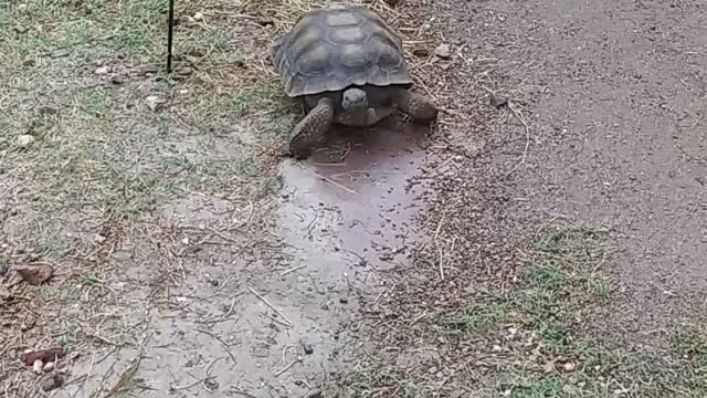 Oreo in the rain