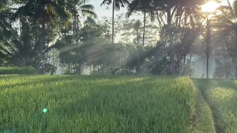 Ubud Bali