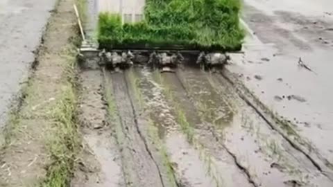 Rice Transplanter