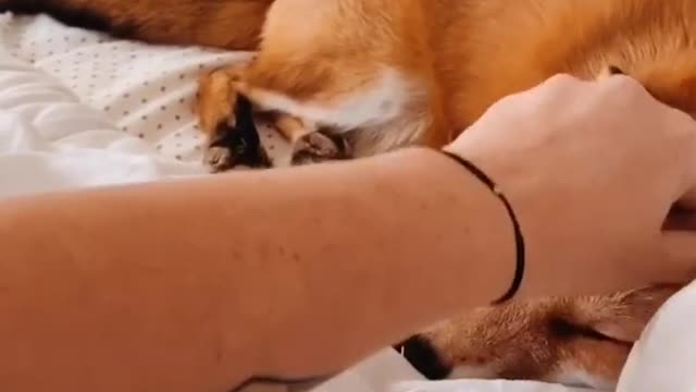 Cute Fox is happy to see his owner 🦊 viral 2021