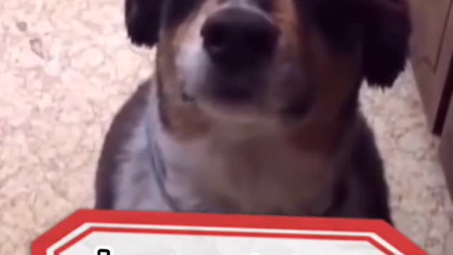Dog🐶: No, I don’t want to eat, I want to lose weightDog🐶:Ok,Ok, then I'll eat