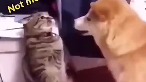 Clever cat and stupid dog 🤣