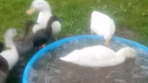 Who let the ducks out?