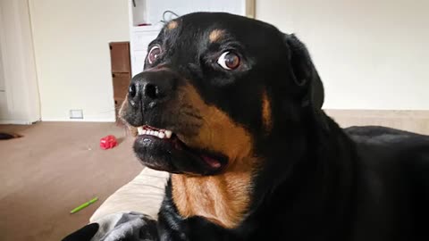 New Dog Funny videos 2024. 