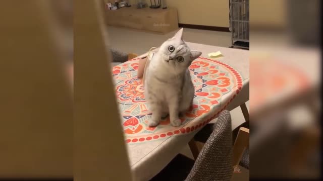 Cute and Funny Cat Videos Compilation