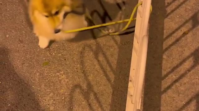 Do you think this dog is stupid? HHHHHHHH