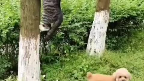 Cute and funny cat video.