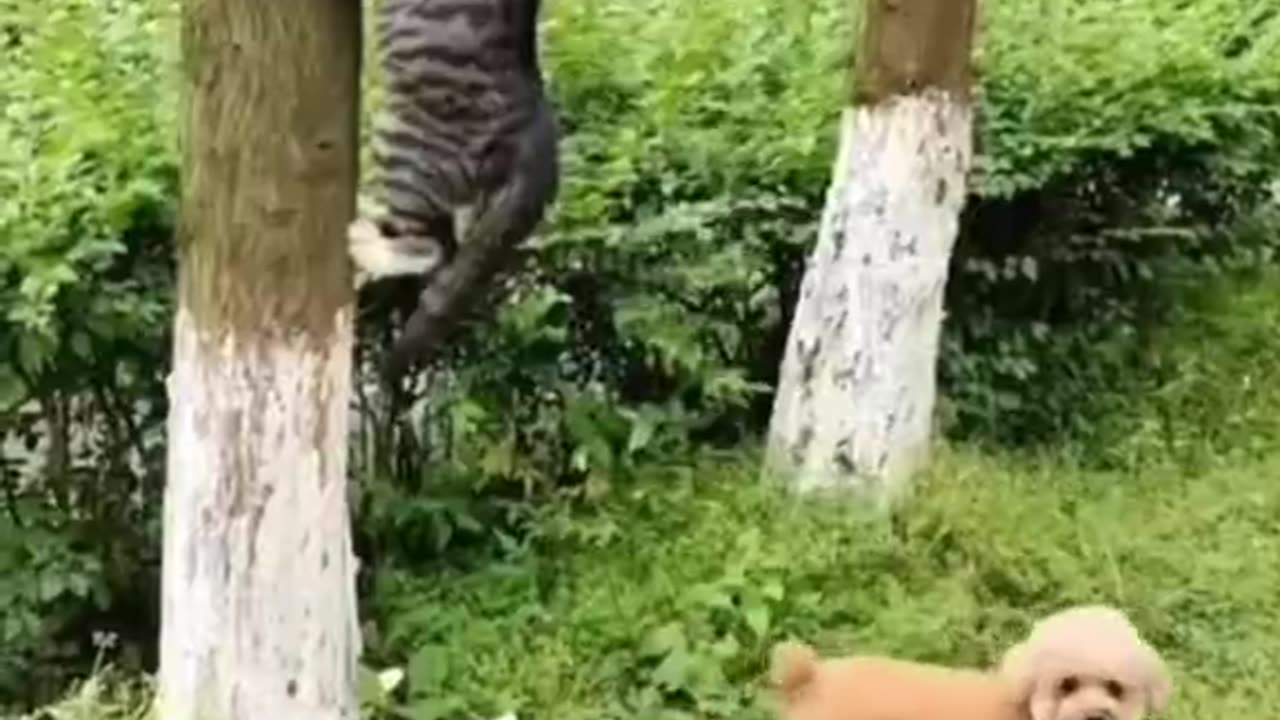 Cute and funny cat video.
