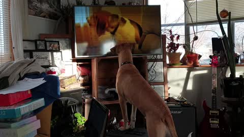 Jorgie howling with Tv