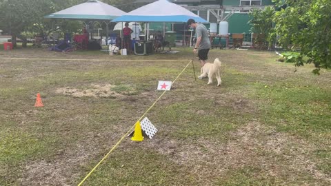 CC AKC Rally Advanced Course 4