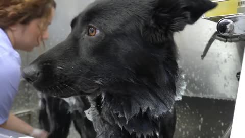 Most gorgeous German Shepherd service dog EVER