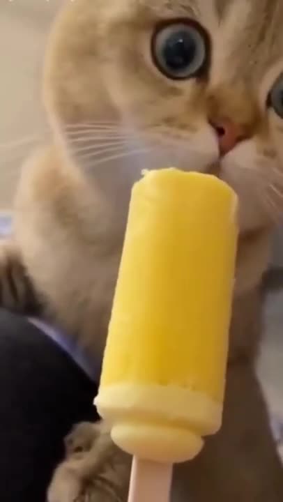 Exclusive first look at cat