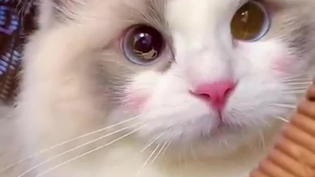 Aww Cute Cats Videos #catmeow Funny Animals Compilation😹 Try Not To Laugh Challenge MV59