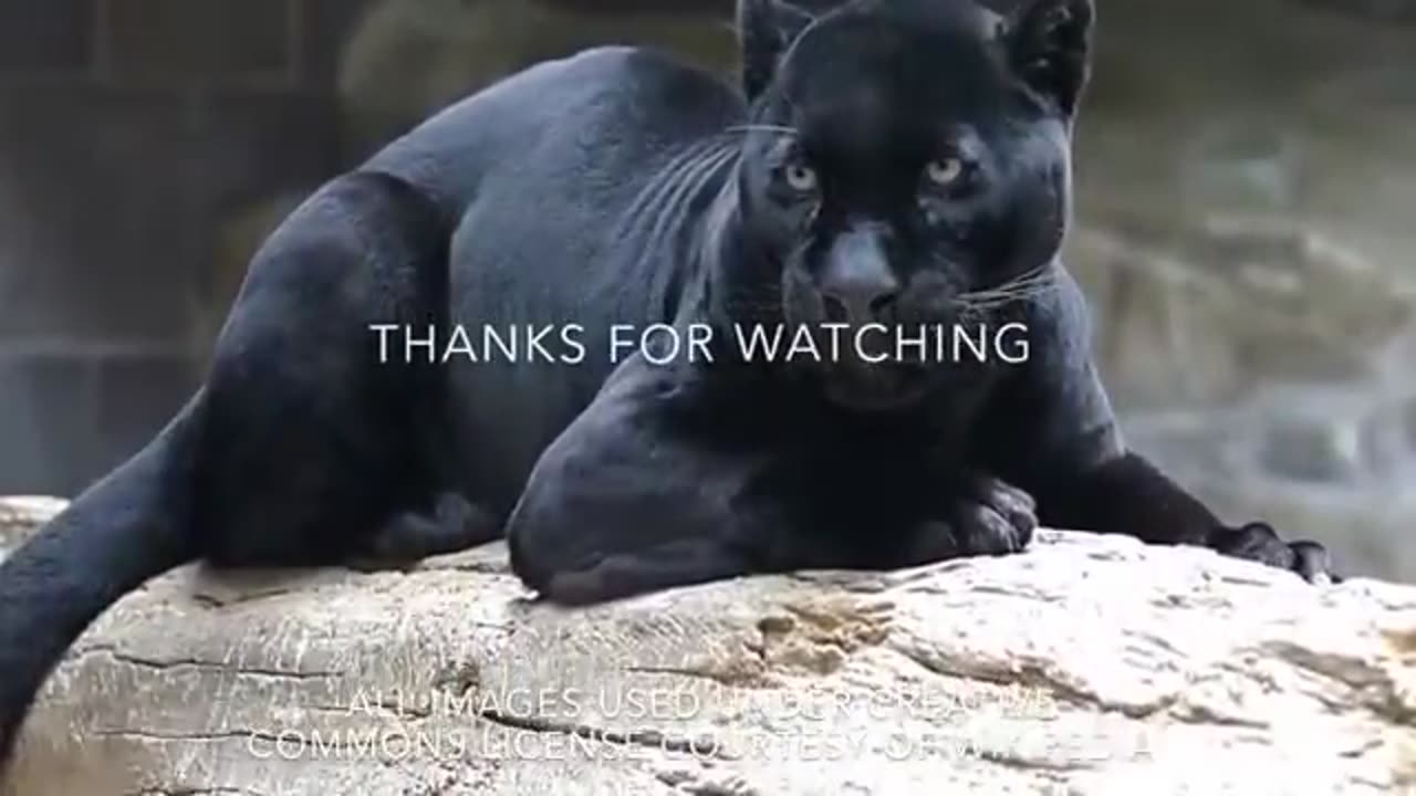 Black Panther are most powerful animal